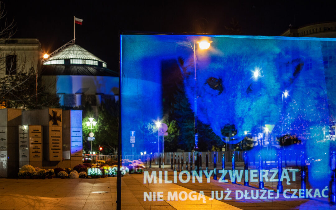 Hologramowa odezwa do posłów i Kaczyńskiego w sprawie „piątki dla zwierząt”